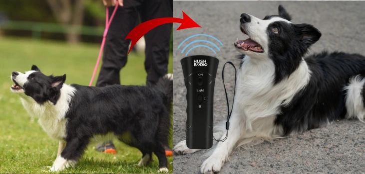 Hush Bark Collar Review
